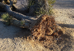 Fallen Joshua Tree (4623)