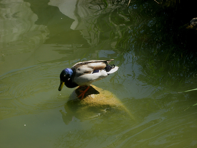 Lisboa, Garden of Foundation Calouste Gulbenkian, one island duck (2)