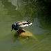 Lisboa, Garden of Foundation Calouste Gulbenkian, one island duck (2)