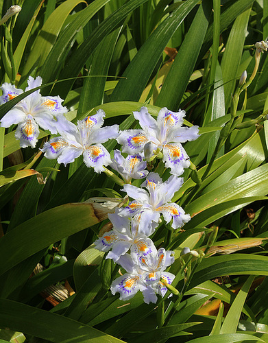 Iris japonica-001