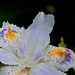 Iris japonica-002