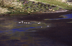 Black-necked swans in a dark lake