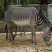Zoo Garden of Lisbon, zebra (4)