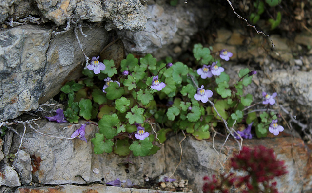 Cymbalaria Cymbalaria