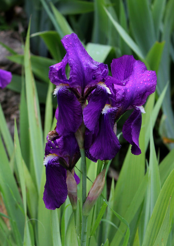 Iris germanica , forme très sombre