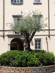 Ölbaum