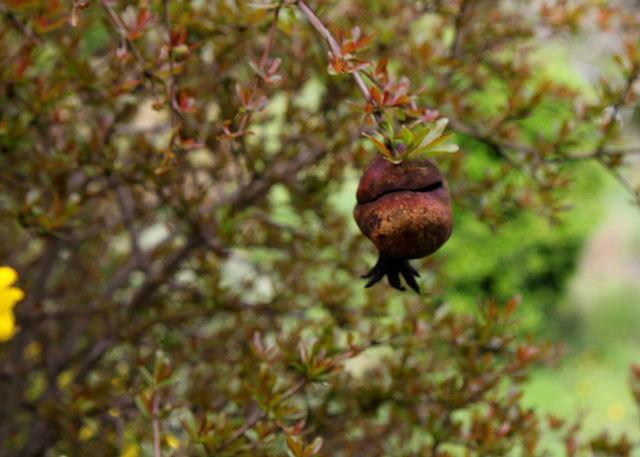 Punica granatum - Grenadier - et un fruit de l'an passé