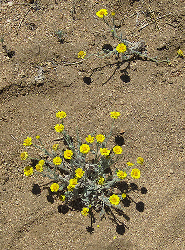 Little Yellow Flowers (4654)