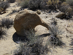 Rock Anteater (4643)