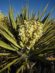 Yucca Bloom (4615)