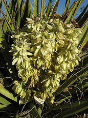 Yucca Bloom (4616)