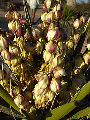 Yucca Bloom (4621)