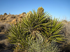 Yucca Blooms (4620)