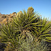 Yucca Blooms (4620)