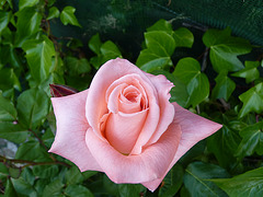 Rosa de mi  jardín 2013