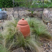Stipa tenuifolia - autour d'un pot à Rhubarbe