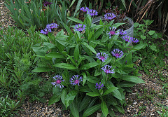 Cyanea montana - Centaurea montana (2)
