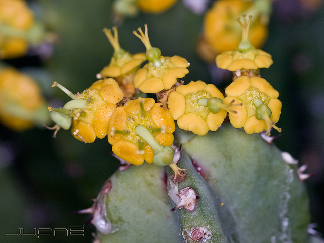 Euphorbia resinifera (EUPHORBIACEAE)