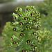 Euphorbia characias-002