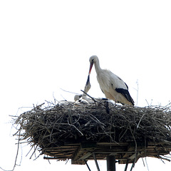 Storch1