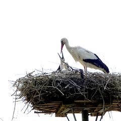 Storch2