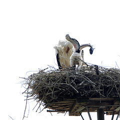 Storch6
