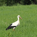 Storch8