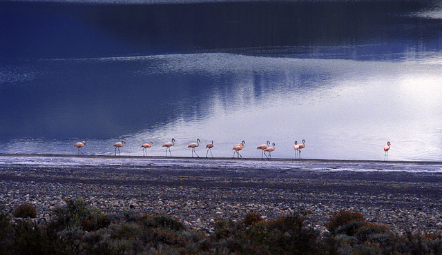 Beach excursion of the Flamingos