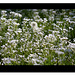 White flower meadow