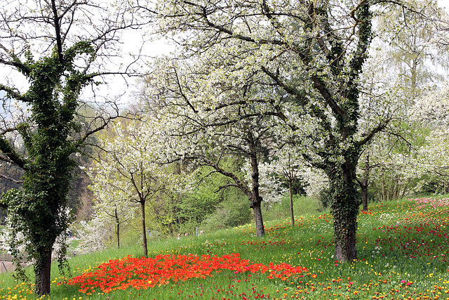 Tulpen unterm Kirschbaum