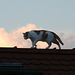 roofcat