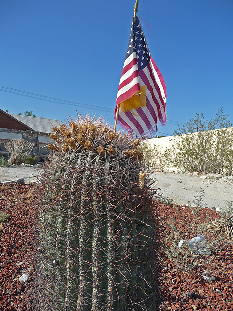 Cactus With Flag (0081)