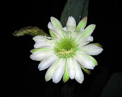 Cereus Bloom (1142)