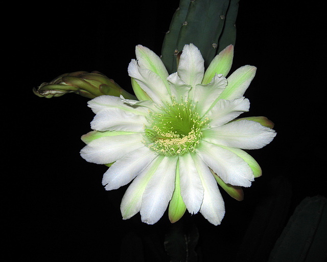 Cereus Bloom (1142)