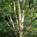 Betula albosinensis 'Hergest'