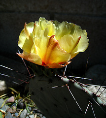 Cactus Flower (2413)