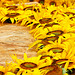 sunflower all over