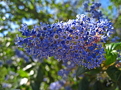California Lilac (2273)