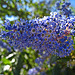 California Lilac (2273)