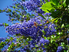 California Lilac (2287)