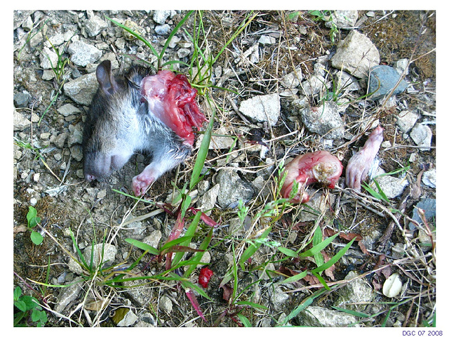 La mort du rat