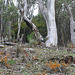 Eucalyptus leucoxylon Woodland