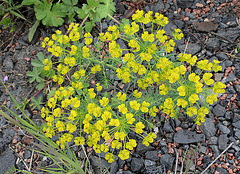 Euphorbia cyparissias  (4)