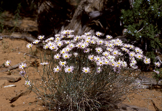 Flowers in dry earth