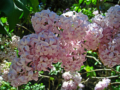 Lilac (2337)