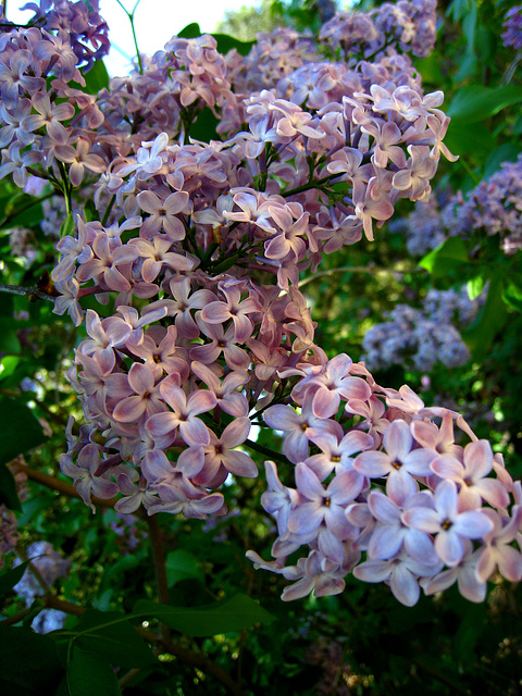 Lilac (2340)