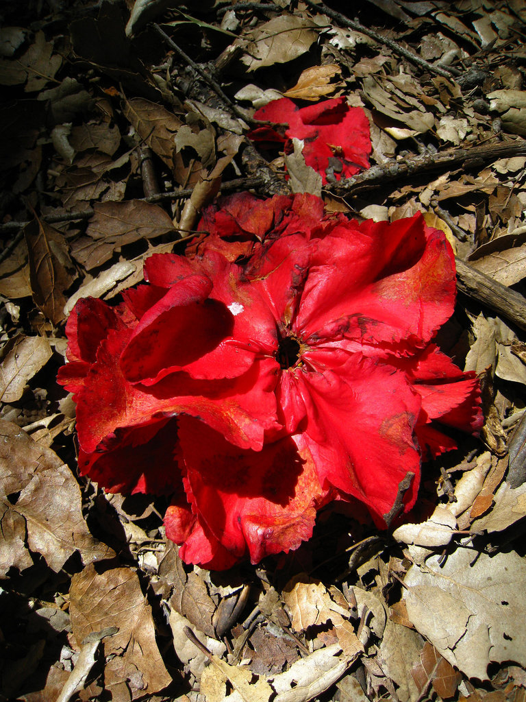 Descanso Gardens (2343)