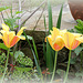 Tulipes 'Blushing Beauty'
