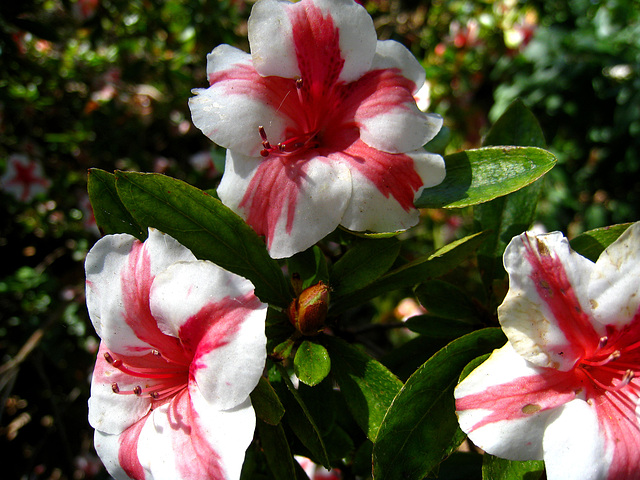 Rhododendron 'Nancy Marie' (2204)