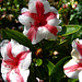 Rhododendron 'Nancy Marie' (2204)